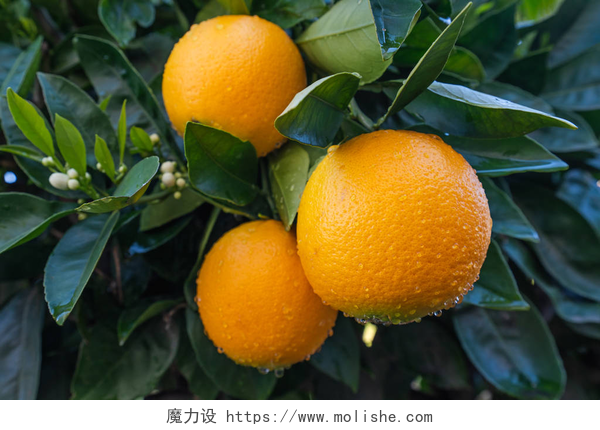 橘子树的分枝橘子树的分枝, 有成熟的果实和花朵。橘子树可以同时有鲜花和水果.